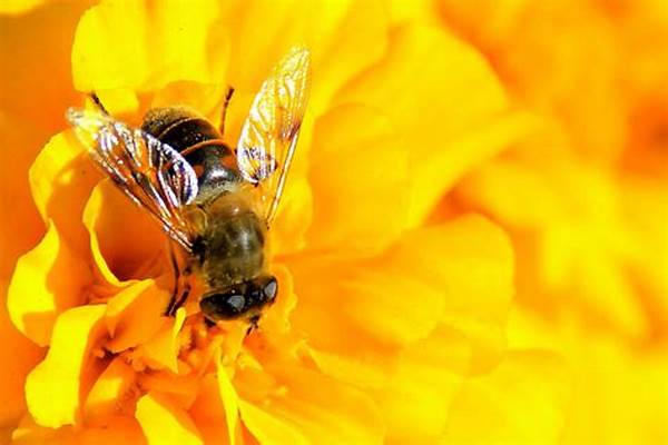 蜜蜂与蝴蝶有什么不同